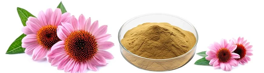 Antibiotic Echinacea Extract Powder